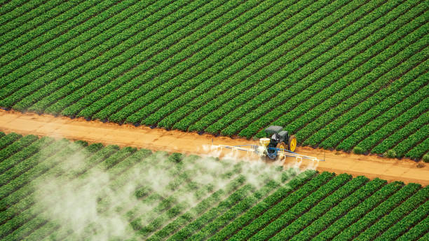 Best Termite Control Services  in Evergreen, AL